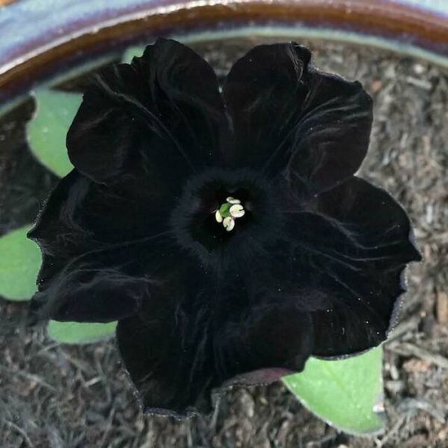 Incredible Plants (20 pics)