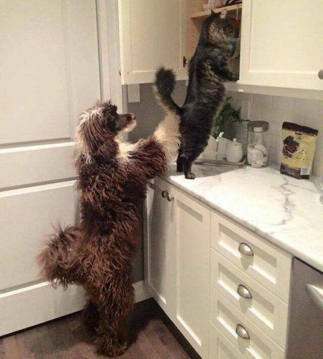 Cute And Funny Animals (50 pics)