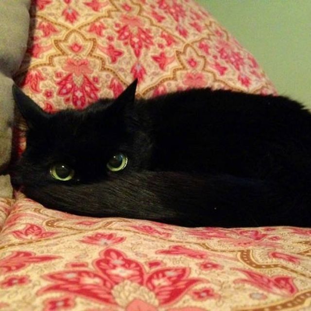 Black Cats Are Fantastic (40 pics)
