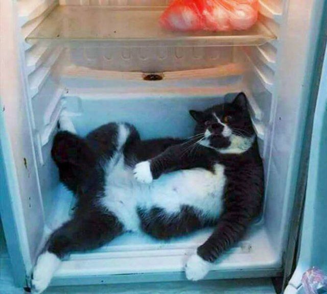Adorable Pets (20 pics)