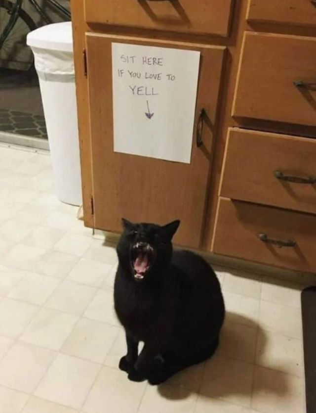 Funny Cats (30 pics)