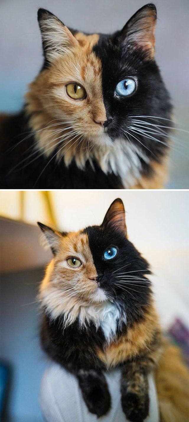 Animals With Unusual Colors (28 pics)