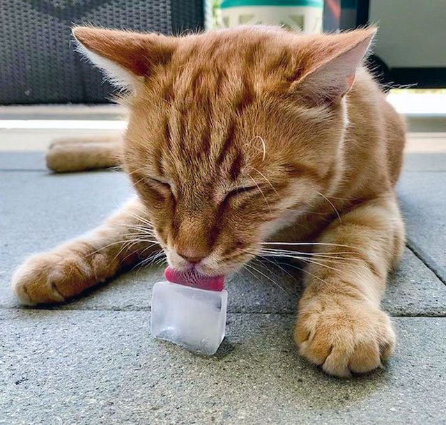 Pets Against Heat (30 pics)