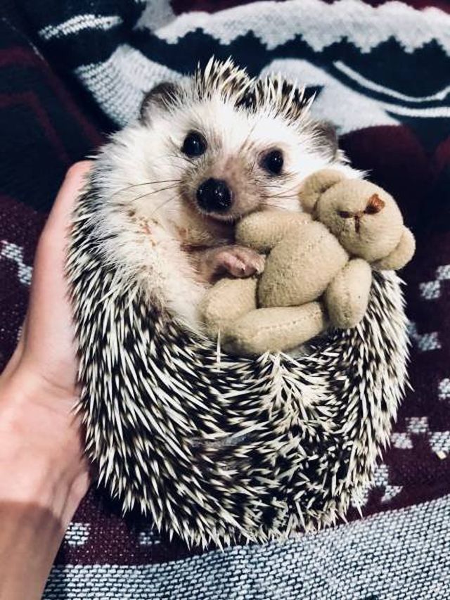 Cute And Happy Hedgehog (35 pics)