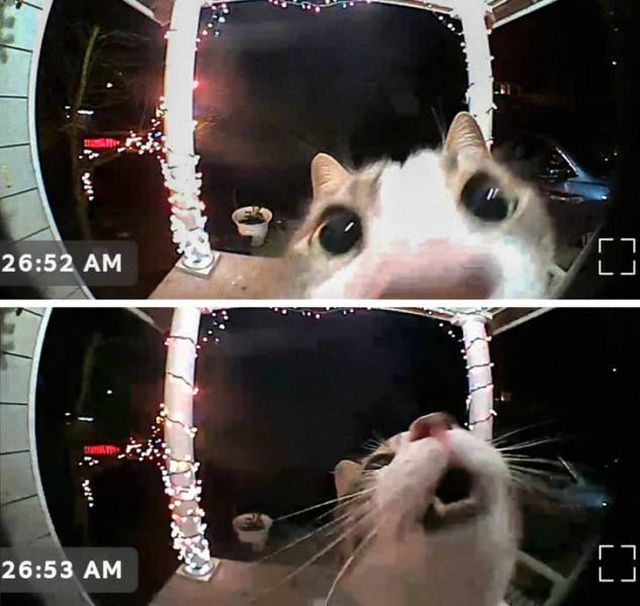 People Share Funny Stories About Their Pets (26 pics)