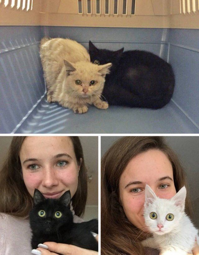 Animals That Found Their Home (24 pics)