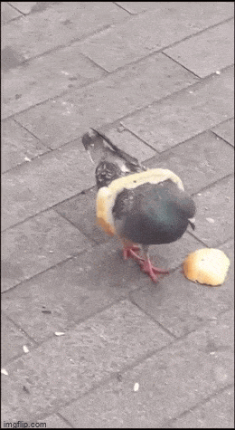 Acid GIFs, September 20 (25 gifs)