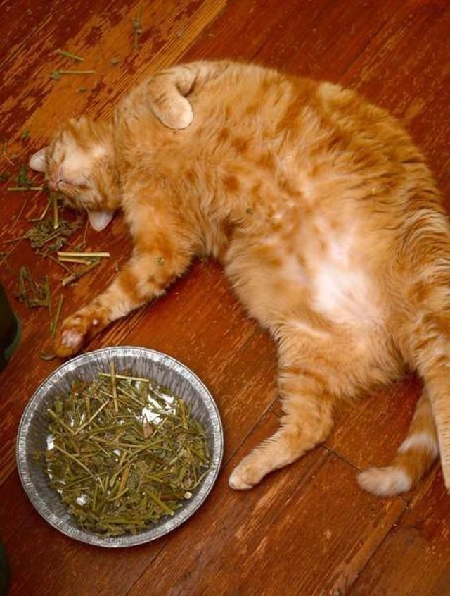 People Share Their Funny Cats (45 pics)