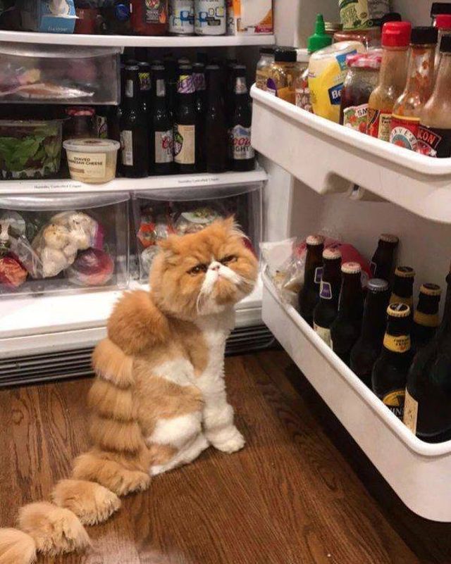 Funny Animals (65 pics)