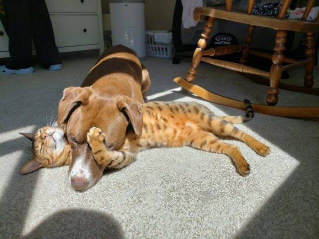 They Love The Sun (30 pics)