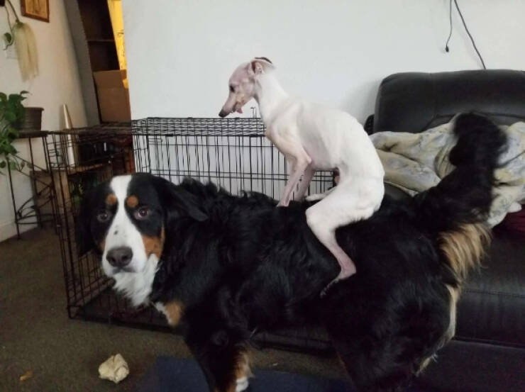 What Is Going On Here? (28 pics)