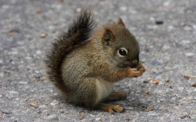 Fantastic Squirrels (50 pics)