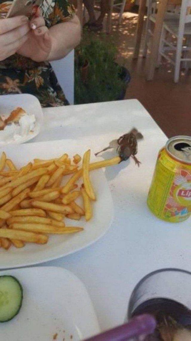 Funny Animals (41 pics)