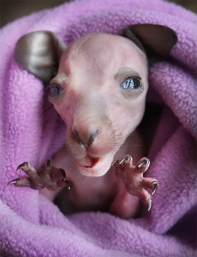 Cute And Funny Pets (30 pics)