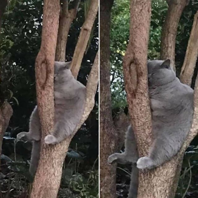 They Think They're Birds (22 pics)