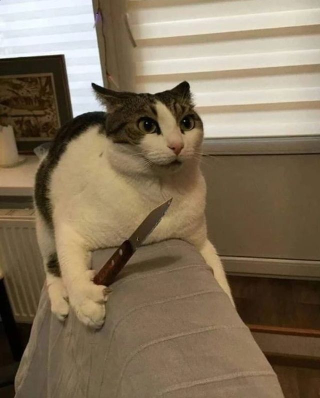 Funny Cats (29 pics)