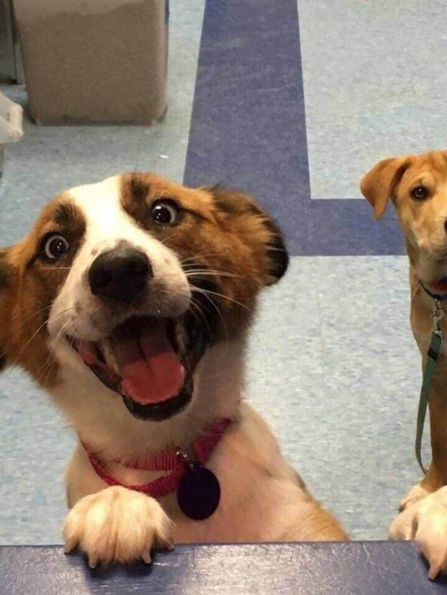 Pets After Adoption (20 pics)