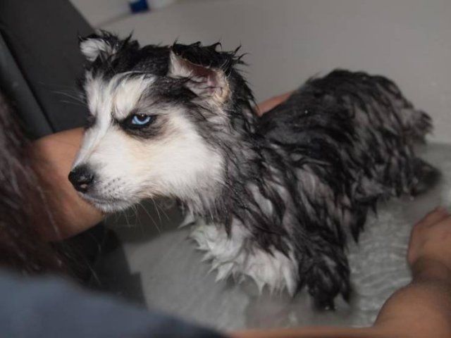 They Don't Want To Take A Bath (15 pics)