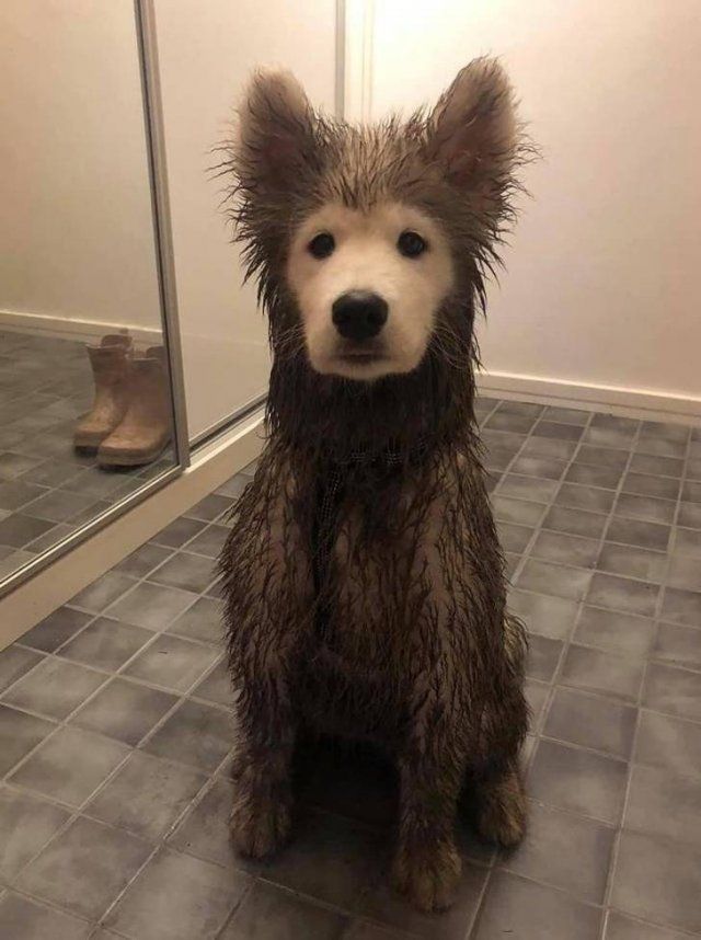 People Share Their Favorite Pets (21 pics)