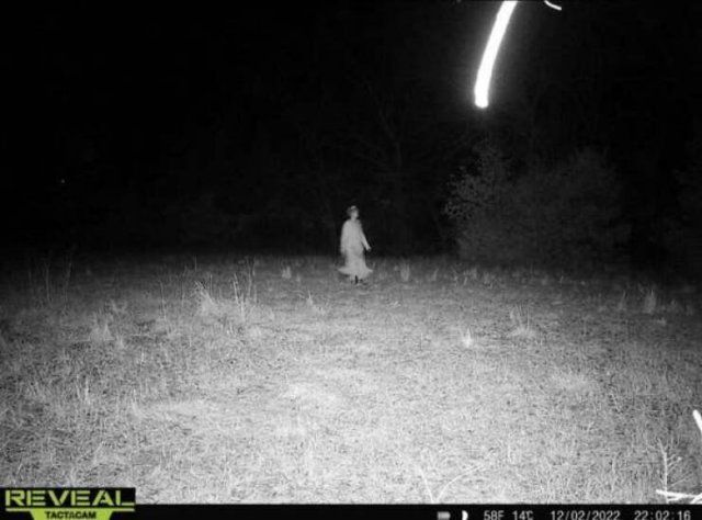 Unusual Photos From Forest Cameras (16 pics)