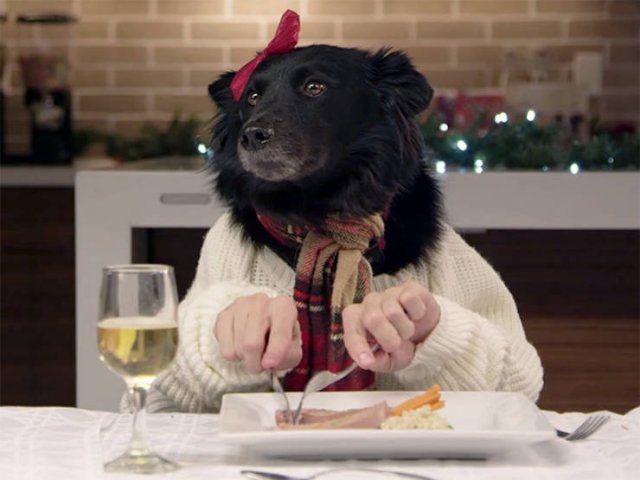If Dogs Were People (22 pics)