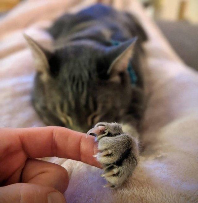 Animals Have Feelings Too (19 pics)