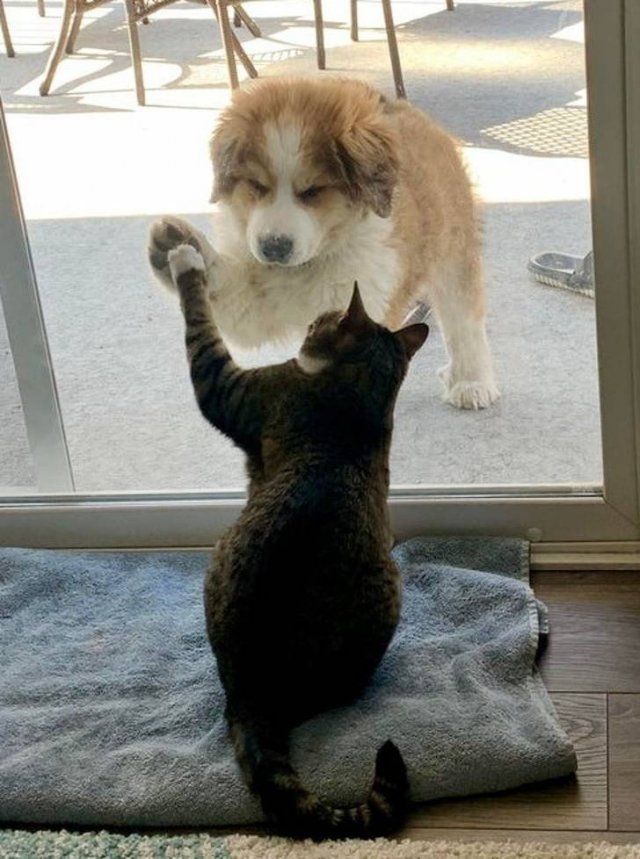 Unexpected Friendship (17 pics)