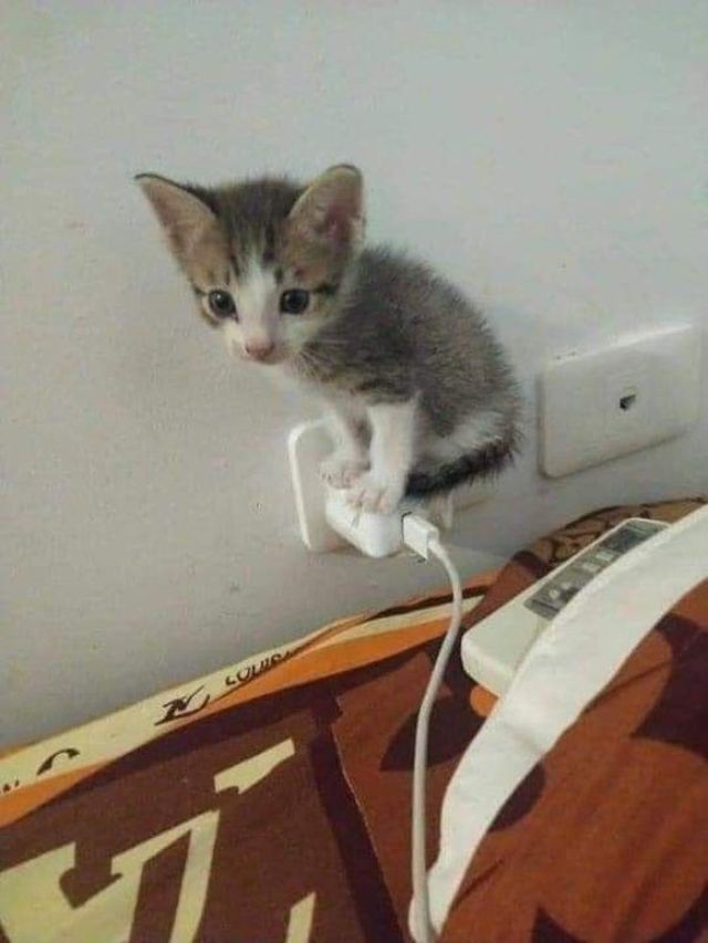 Funny Cats (30 pics)