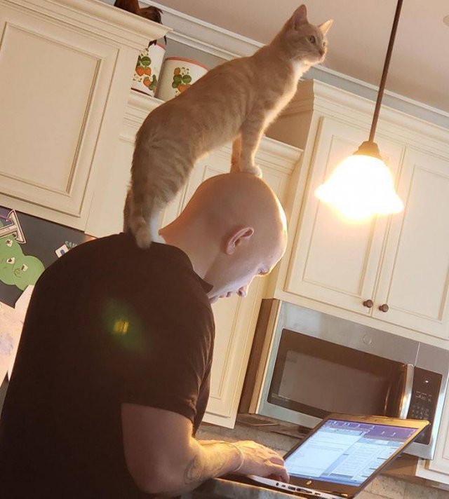 Cute Pets (22 pics)