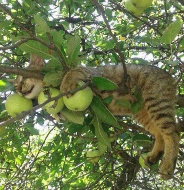 They Think They're Birds (30 pics)