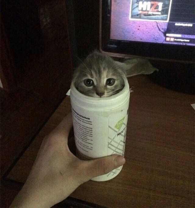 Funny Cats In Unexpected Places (40 pics)