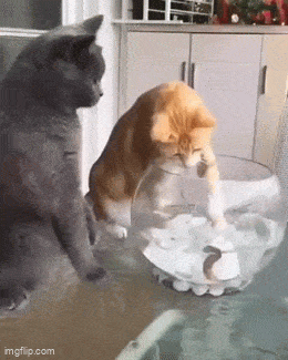 Acid GIFs, October 25 (25 gifs)