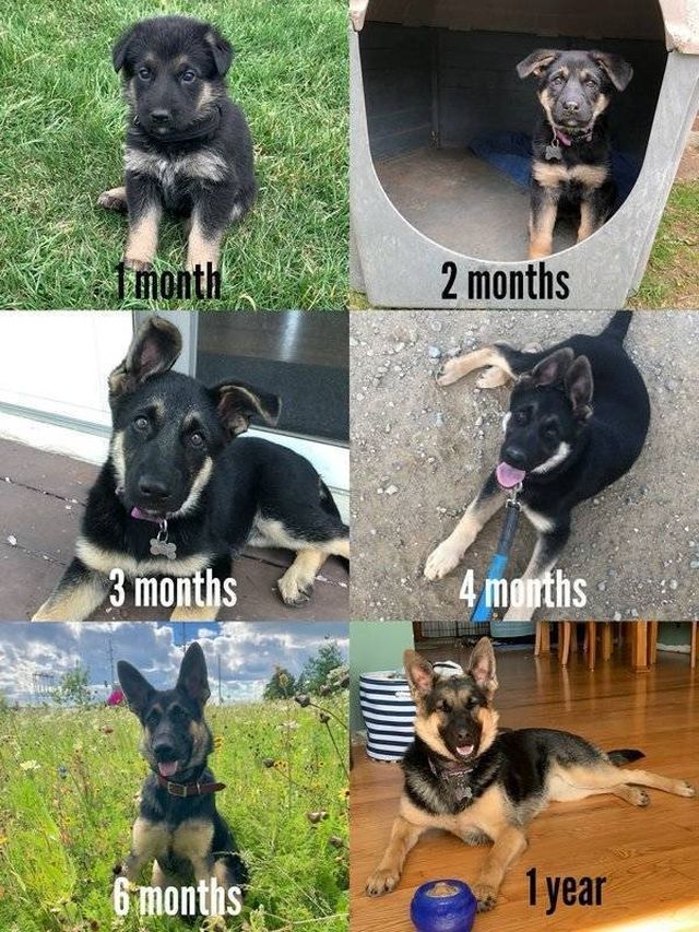 From A Small Puppy To A Big Dog (29 pics)