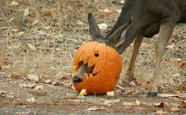 Funny Animals (51 pics)