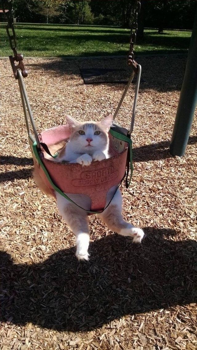 Weird And Funny Cats (38 pics)