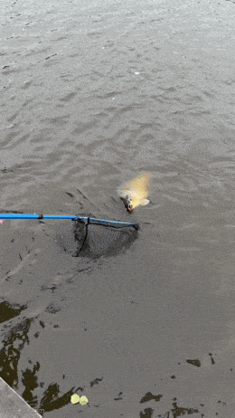 Acid GIFs, October 26 (25 gifs)