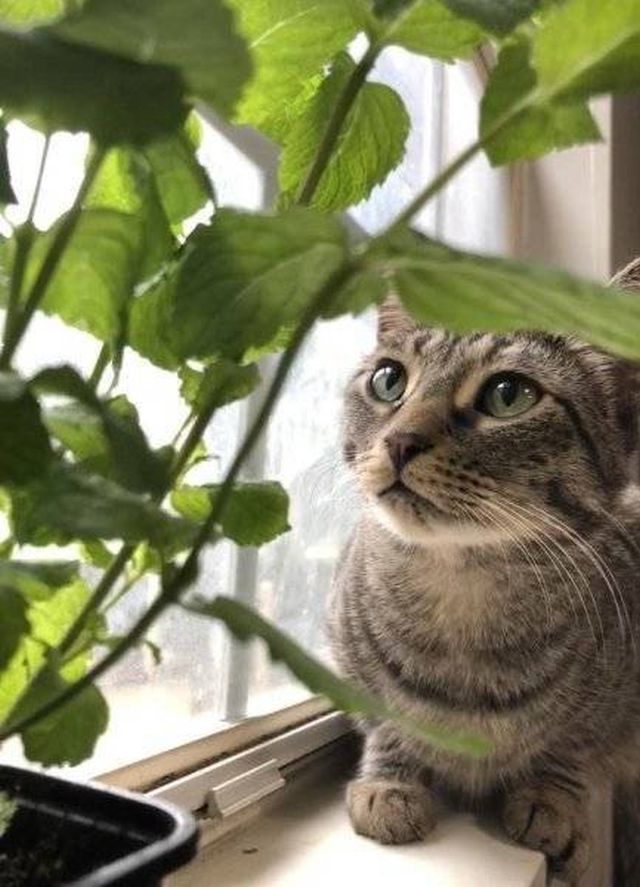 Unusual Facts About Cats (22 pics)