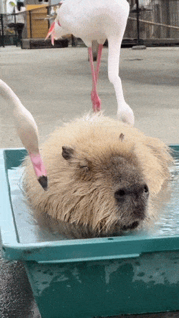 Acid GIFs, October 27 (25 gifs)