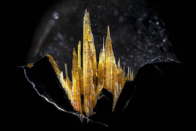 Best Works From Macro Photography Competitions (30 pics)