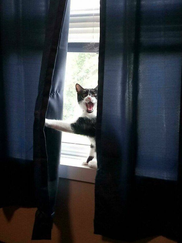 People Tell Why Their Pets Meow (25 pics)