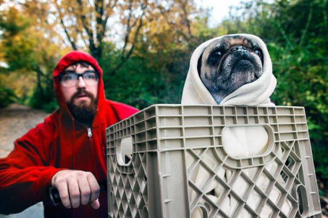 Funny Pets In Halloween Costumes (25 pics)
