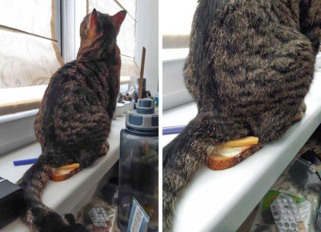 Cat Owners Know This (21 pics)