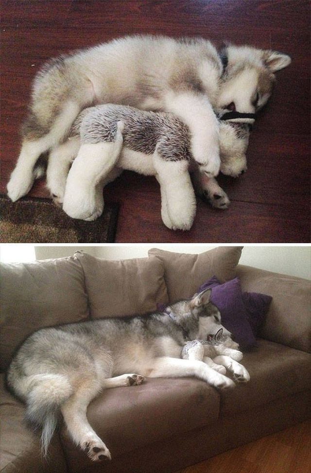 Awesome Malamutes (40 pics)