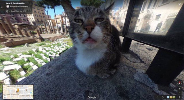 Animals On Google Street View (28 pics)