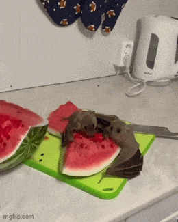 Acid GIFs, November 6 (25 gifs)