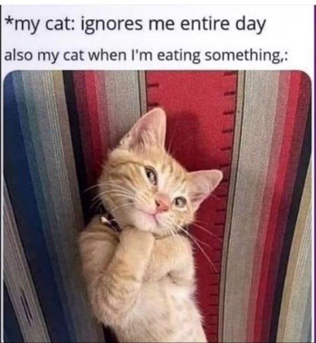 Funny Cats (31 pics)