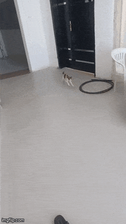 Acid GIFs, November 7 (25 gifs)