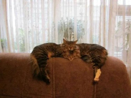 Look Twice (21 pics)