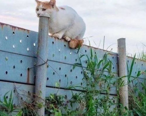 Look Twice (21 pics)