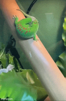 Acid GIFs, November 9 (25 gifs)
